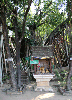 Wat Lampang Bodhi tree